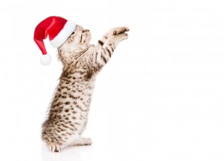 Here, Santa, here! - hat, cat, santa, pisica, white, animal, kitten, funny, red, cute