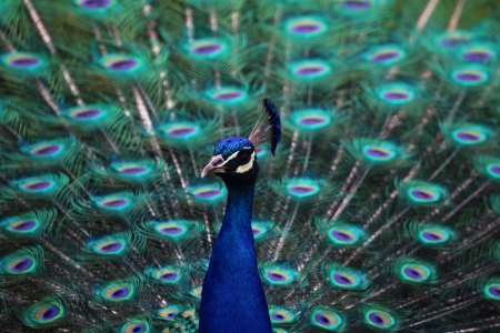 Peacock - bird, paun, peacock, blue, green, pasare, feather