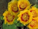 PRICKLY PEAR CACTUS FLOWERS