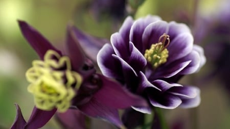 Purple flower - love, purple, flower, beautiful