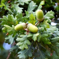 Acorns