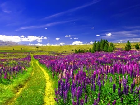 Lupine Field Under the Blue Sky