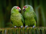 Parrots