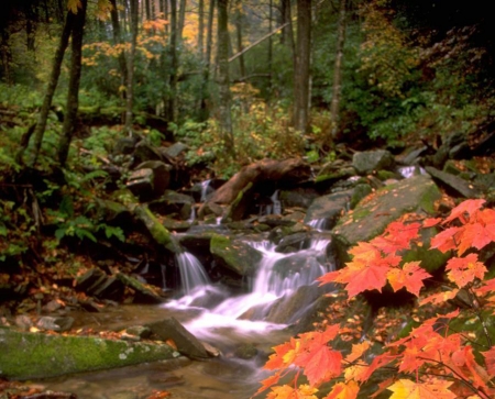 Autumn Stream - trees, nature, waterfall, autumn, rocks, leaves