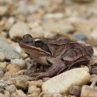 BROWN FROG