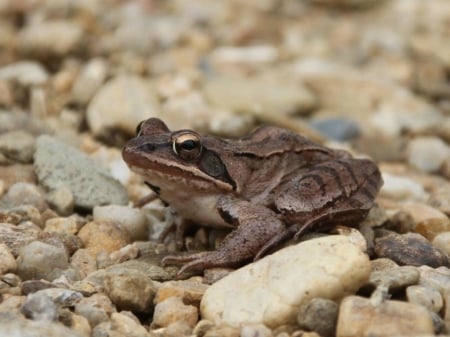 BROWN FROG - animal, image, brown, frog