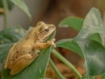 FROG IN LEAVES