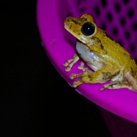 FROG ON BASKET