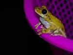 FROG ON BASKET