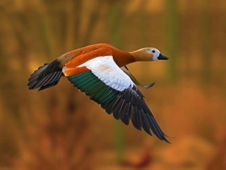 A Sharp Fly by Beeboo Hani - duck, birds, animal, hani, beeboo, wings