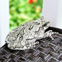 GRAY TREE FROG