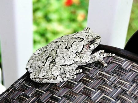 GRAY TREE FROG - frog, image, tree, gray