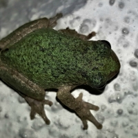 GRAY TREE FROG