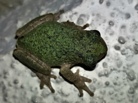 GRAY TREE FROG - frog, image, tree, gray