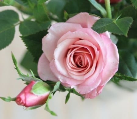 Pink Bloom - nature, pink, green, leaves, bud, rose, flower