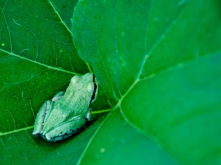 FROG ON LEAF - ANIMAL, IMAGE, LEAF, FROG