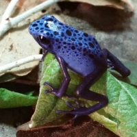 BLUE POISON DART FROG