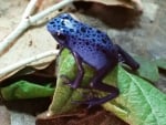 BLUE POISON DART FROG