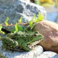 GREEN FROG