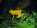 YELLOW POISON DART FROG