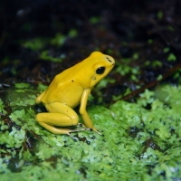 POISON DART FROG