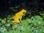 POISON DART FROG