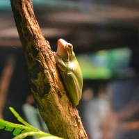 FROG ON BRANCH