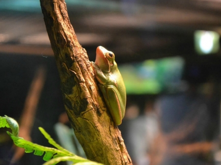 FROG ON BRANCH - frog, image, animal, branch