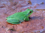 GREEN FROG