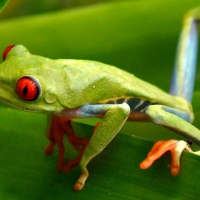 RED EYED TREE FROG