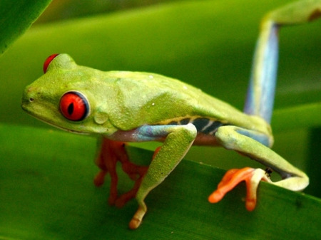 RED EYED TREE FROG - frog, red, tree, eyed