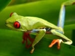 RED EYED TREE FROG