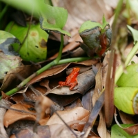 RED POISON DART FROG