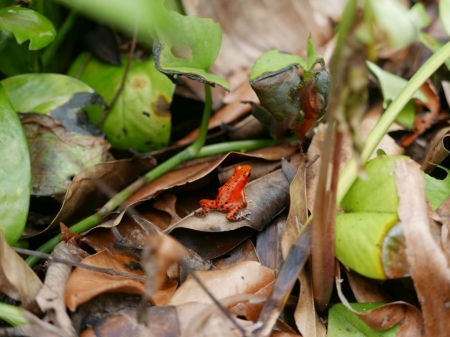 RED POISON DART FROG - dart, poison, frog, red