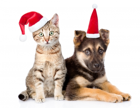 Merry Christmas! - hat, dog, cat, christmas, santa, pisica, white, animal, craciun, kitten, paw, red, cute, caine, puppy, couple