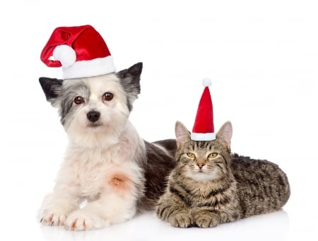 Merry Christmas! - paw, craciun, hat, couple, cat, pisica, christmas, caine, white, santa, red, dog, animal