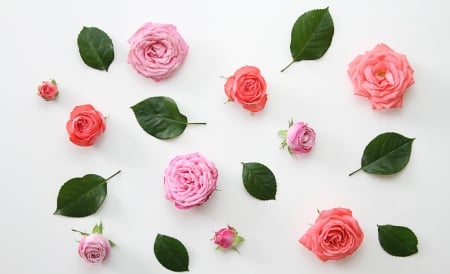 Roses - white, card, flower, rose, pink, leaf, texture, green