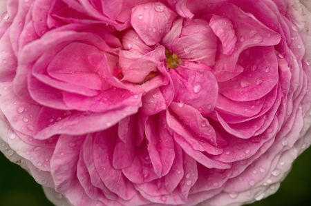 Rose - summer, flower, rose, pink, trandafir, texture, skin