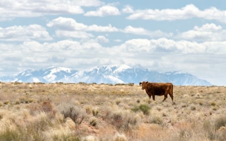 One cow - Mountains, Field, Animals, Cow, Nature, Clouds, Sky