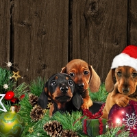 Weiner Dog Christmas