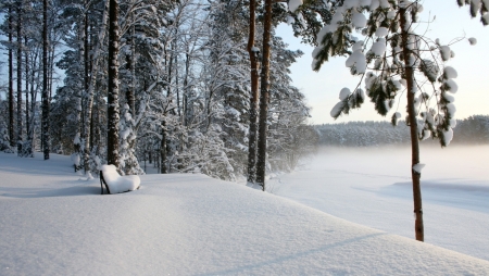 Winter - white, winter, nature, tree