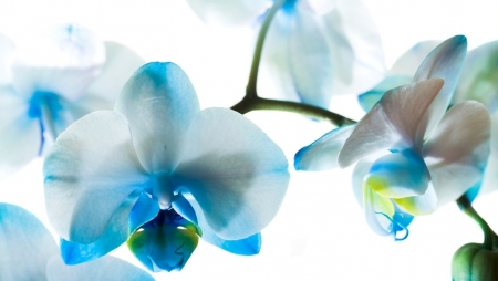 Amazing color of the Orchida - amazing, orchida, blue, flower