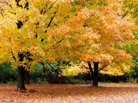 Golden Trees - golden, forest, tree, autumn