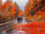 Autumn Road