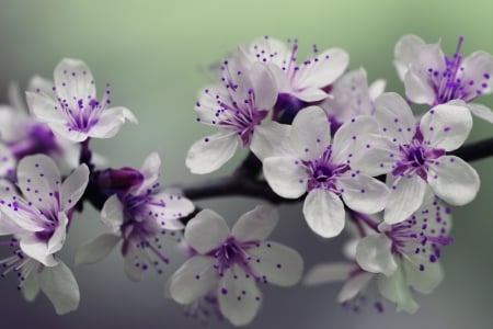 Lovely Flowers - flowers, leaves, trees, nature