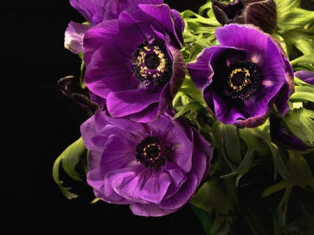 Violet Anemones Flowers - nature, macro, petals, flowers, violet