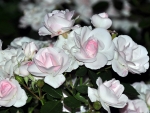 White Roses with Pink Medints