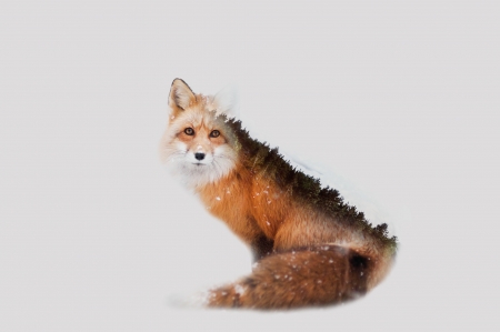 Fox - white, animal, iarna, winter, vulpe, snow, fox