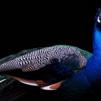 Peacock