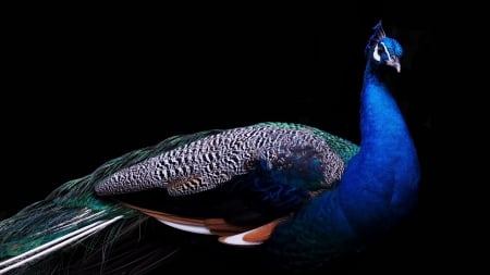 Peacock - pasare, bird, paun, black, peacock, blue